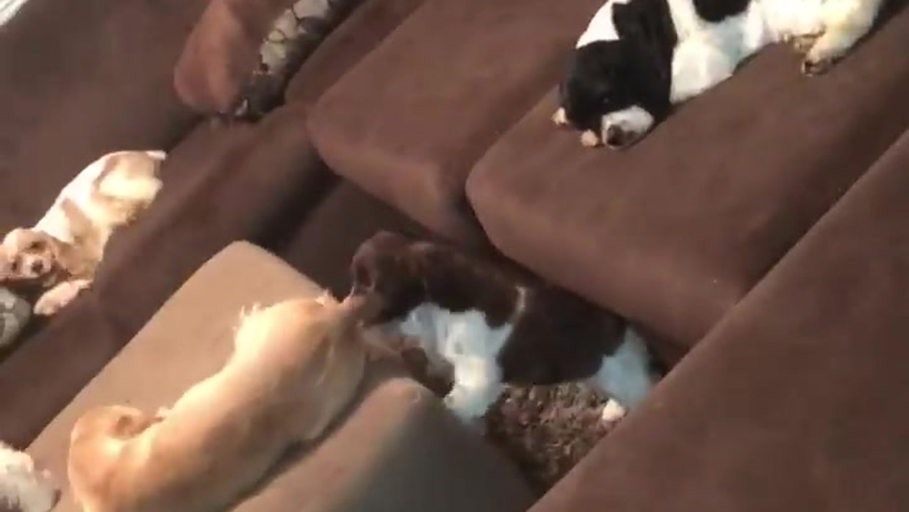 My Pups Growing up